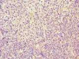 TMEM184C Antibody - Immunohistochemistry of paraffin-embedded human thymus tissue using antibody at dilution of 1:100.