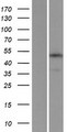 TMEM184C Protein - Western validation with an anti-DDK antibody * L: Control HEK293 lysate R: Over-expression lysate