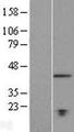 TMEM194A Protein - Western validation with an anti-DDK antibody * L: Control HEK293 lysate R: Over-expression lysate