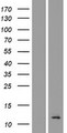 TMEM196 Protein - Western validation with an anti-DDK antibody * L: Control HEK293 lysate R: Over-expression lysate