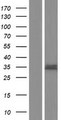 TMEM200B / TTMB Protein - Western validation with an anti-DDK antibody * L: Control HEK293 lysate R: Over-expression lysate