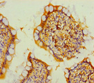 TMEM207 Antibody - Immunohistochemistry of paraffin-embedded human small intestine tissue using TMEM207 Antibody at dilution of 1:100