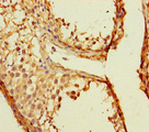 TMEM213 Antibody - Immunohistochemistry of paraffin-embedded human testis tissue using TMEM213 Antibody at dilution of 1:100