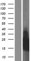 TMEM213 Protein - Western validation with an anti-DDK antibody * L: Control HEK293 lysate R: Over-expression lysate