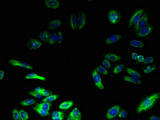 TMEM217 Antibody - Immunofluorescent analysis of HepG2 cells using TMEM217 Antibody at dilution of 1:100 and Alexa Fluor 488-congugated AffiniPure Goat Anti-Rabbit IgG(H+L)