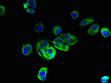 TMEM256 / C17orf61 Antibody - Immunofluorescent analysis of MCF-7 cells using TMEM256 Antibody at dilution of 1:100 and Alexa Fluor 488-congugated AffiniPure Goat Anti-Rabbit IgG(H+L)