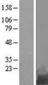 TMEM258 / C11orf10 Protein - Western validation with an anti-DDK antibody * L: Control HEK293 lysate R: Over-expression lysate
