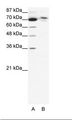 TMEM260 / C14orf101 Antibody - A: Marker, B: HepG2 Cell Lysate.  This image was taken for the unconjugated form of this product. Other forms have not been tested.