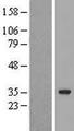TMEM41B Protein - Western validation with an anti-DDK antibody * L: Control HEK293 lysate R: Over-expression lysate