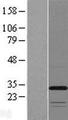 TMEM53 Protein - Western validation with an anti-DDK antibody * L: Control HEK293 lysate R: Over-expression lysate