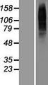 TMEM56 Protein - Western validation with an anti-DDK antibody * L: Control HEK293 lysate R: Over-expression lysate