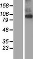 TMEM63A Protein - Western validation with an anti-DDK antibody * L: Control HEK293 lysate R: Over-expression lysate