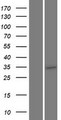 TMEM64 Protein - Western validation with an anti-DDK antibody * L: Control HEK293 lysate R: Over-expression lysate