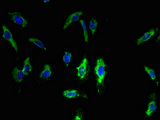 TMEM68 Antibody - Immunofluorescent analysis of Hela cells using TMEM68 Antibody at dilution of 1:100 and Alexa Fluor 488-congugated AffiniPure Goat Anti-Rabbit IgG(H+L)