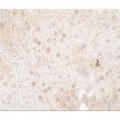 TMIGD1 Antibody - Immunohistochemistry of TMIGD1 in mouse liver tissue with TMIGD1 antibody at 5 µg/mL.
