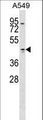 TMOD1 / Tropomodulin 1 Antibody - TMOD1 Antibody western blot of A549 cell line lysates (35 ug/lane). The TMOD1 antibody detected the TMOD1 protein (arrow).