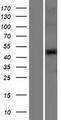 TMPRSS11E Protein - Western validation with an anti-DDK antibody * L: Control HEK293 lysate R: Over-expression lysate