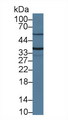 TMPRSS2 / Epitheliasin Antibody - Western Blot; Sample: Mouse Kidney lysate; Primary Ab: 1µg/ml Rabbit Anti-Mouse TMPRSS2 Antibody Second Ab: 0.2µg/mL HRP-Linked Caprine Anti-Rabbit IgG Polyclonal Antibody