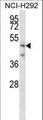 TMPRSS5 Antibody - TMPRSS5 Antibody western blot of NCI-H292 cell line lysates (35 ug/lane). The TMPRSS5 antibody detected the TMPRSS5 protein (arrow).