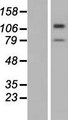 TMTC3 Protein - Western validation with an anti-DDK antibody * L: Control HEK293 lysate R: Over-expression lysate