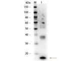 TNF Alpha Antibody - Western Blot of Mouse TNFa Antibody. Lane 1: Mouse TNFa. Load: 50 ng per lane. Primary antibody: Mouse TNFa antibody at 1:1,000 overnight at 4°C. Secondary antibody: HRP rabbit secondary antibody at 1:40,000 for 30 min at RT.