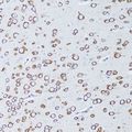 TNFRSF11A / RANK Antibody - Immunohistochemistry of paraffin-embedded mouse brain using TNFRSF11A antibody at dilution of 1:100 (20x lens).