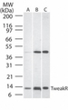 TNFRSF12A / TWEAK Receptor Antibody - Western blot of TweakR in A) human liver lysate, B) mouse liver tissue lysate, and C) rat liver lysate using antibody at 1:500.
