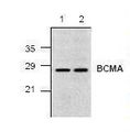 Anti Tnfrsf17 Bcma Antibody Rat Anti Human Monoclonal Pe Flo Lsbio