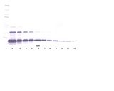 TNFRSF1A / TNFR1 Antibody - Western Blot (non-reducing) of TNFRSF1A / TNFR1 antibody