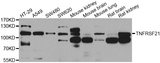 TNFRSF21 / DR6 Antibody - Western blot analysis of extracts of various cell lines.