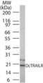 Tnfrsf23 / DcTrailR1 Antibody - Western blot of DcTrailR in 15 ugs of mouse spleen cell lysate using TRAIL R3/TNFRSF10C Antibody at 1 ug/ml.