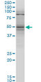 TNFRSF25 / DR3 Antibody - TNFRSF25 monoclonal antibody (M07), clone 1H2. Western blot of TNFRSF25 expression in K-562.