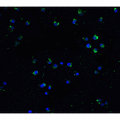 TNFRSF25 / DR3 Antibody - Immunofluorescence of DR3 in Jurkat cells with DR3 antibody at 20 µg/mL.Green: DR3 Antibody  Blue: DAPI staining