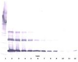 TNFSF11 / RANKL / TRANCE Antibody - Western Blot (reducing) of RANKL antibody. This image was taken for the unconjugated form of this product. Other forms have not been tested.