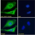 TNFSF14 / LIGHT Antibody - TNFSF14 / LIGHT antibody immunofluorescence analysis of paraformaldehyde fixed HeLa cells, permeabilized with 0.15% Triton. Primary incubation 1hr (10ug/ml) followed by Alexa Fluor 488 secondary antibody (2ug/ml), showing cytoplasmic and membrane staining. The nuclear stain is DAPI (blue). Negative control: Unimmunized goat IgG (10ug/ml) followed by Alexa Fluor 488 secondary antibody (2ug/ml).