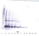 TNFSF14 / LIGHT Antibody - Western Blot (reducing) of TNFSF14 antibody. This image was taken for the unconjugated form of this product. Other forms have not been tested.