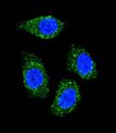 TNFSF15 / TL1A / VEGI Antibody - Confocal immunofluorescence of TNFSF15 Antibody with HeLa cell followed by Alexa Fluor 489-conjugated goat anti-rabbit lgG (green). DAPI was used to stain the cell nuclear (blue).