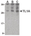 TNFSF15 / TL1A / VEGI Antibody - Western blot of TL1A in mouse lung cell lysates with TL1A antibody at (A) 0.5, (B) 1, and (C) 2 ug/ml.