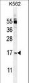 TNFSF4 / OX40L / CD252 Antibody - TNFSF4 Antibody western blot of K562 cell line lysates (35 ug/lane). The TNFSF4 antibody detected the TNFSF4 protein (arrow).