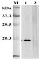 TNFSF9 / CD137L Antibody - Western blot analysis of human CD137L using anti-CD137L (human), mAb (41B436) at 1:2,000dilution. 1: Recombinant humanCD137L (FLAG-tagged). 2: Recombinant mouse CD137L (FLAG-tagged).