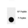 TNK2 / ACK1 Antibody - Dot blot of anti-Phospho-ACK1-pY826 Phospho-specific antibody on nitrocellulose membrane. 50ng of Phospho-peptide or Non Phospho-peptide per dot were adsorbed. Antibody working concentrations are 0.5ug per ml.