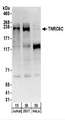 TNRC6C Antibody - Detection of Human TNRC6C by Western Blot. Samples: Whole cell lysate (50 ug) from Jurkat, 293T, and HeLa cells. Antibodies: Affinity purified rabbit anti-TNRC6C antibody used for WB at 0.4 ug/ml. Detection: Chemiluminescence with an exposure time of 30 seconds.