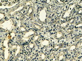 TNS1 / Tensin-1 Antibody - Goat Anti-Tensin 1 / TNS1 Antibody (4µg/ml) staining of paraffin embedded Human Kidney. Steamed antigen retrieval with Tris/EDTA buffer pH 9, HRP-staining.