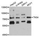 TNS4 Antibody - Western blot analysis of extracts of various cell lines.