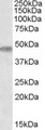 TOM1L1 Antibody - Antibody (0.3 ug/ml) staining of Human Brain (Cerebellum) lysate (35 ug protein in RIPA buffer). Primary incubation was 1 hour. Detected by chemiluminescence.