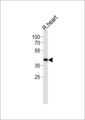 TOMM40L Antibody - Western blot of lysate from rat heart tissue lysate with TOMM40L Antibody. Antibody was diluted at 1:1000. A goat anti-rabbit IgG H&L (HRP) at 1:10000 dilution was used as the secondary antibody. Lysate at 35 ug.