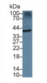 TOR1B / Torsin B Antibody - Western Blot; Sample: Human 293T cell lysate; Primary Ab: 5µg/ml Rabbit Anti-Human TOR1B Antibody Second Ab: 0.2µg/mL HRP-Linked Caprine Anti-Rabbit IgG Polyclonal Antibody