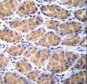 TOR2A Antibody - TOR2A Antibody immunohistochemistry of formalin-fixed and paraffin-embedded human stomach tissue followed by peroxidase-conjugated secondary antibody and DAB staining.