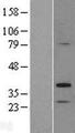 TP53TG5 Protein - Western validation with an anti-DDK antibody * L: Control HEK293 lysate R: Over-expression lysate