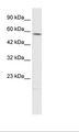 TPH2 Antibody - HepG2 Cell Lysate.  This image was taken for the unconjugated form of this product. Other forms have not been tested.